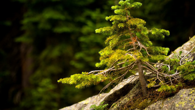 Small tree rock woods moss free wallpaper for desktop - medium preview image