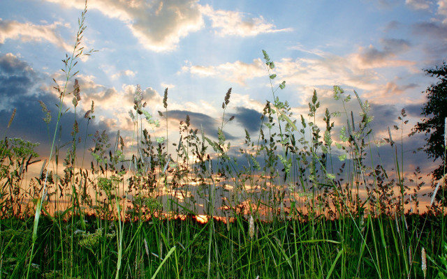 Sunny field tree horizon ruins free wallpaper for desktop - medium preview image