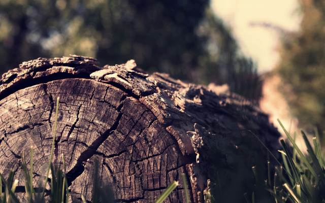 Tree stump grass urban sunset free wallpaper for desktop - medium preview image