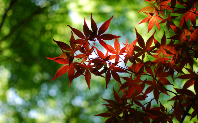 Tree red leaves autumn nature free wallpaper for desktop - medium preview image