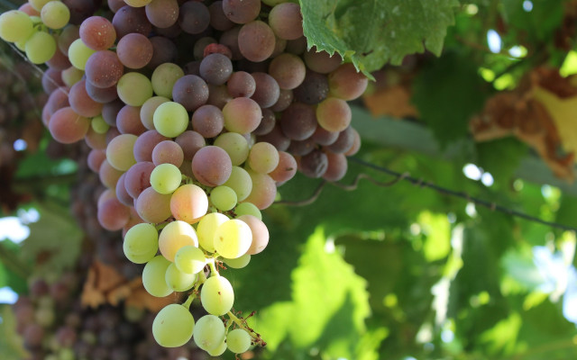 Grapes vineyard leaves bokeh christmas free wallpaper for desktop - medium preview image