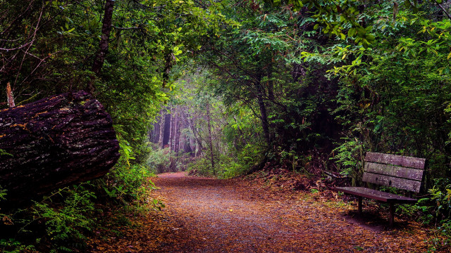 Forest bench path leaves log free wallpaper for desktop - medium preview image