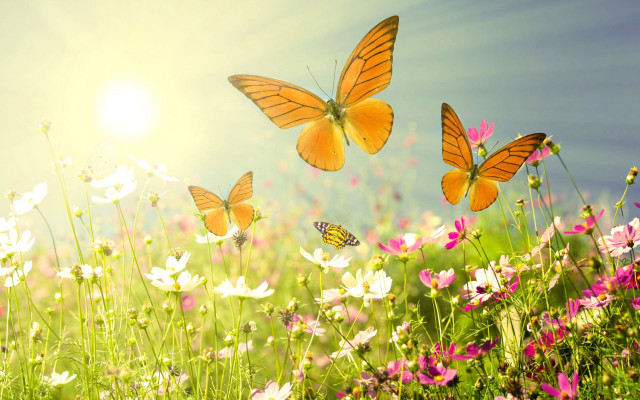 Flower field butterflies sunlight nature free wallpaper for desktop - medium preview image