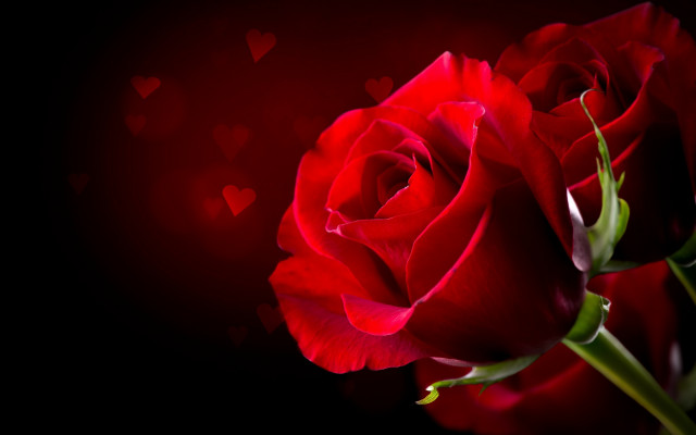 Red rose hearts romanticism digital free wallpaper for desktop - medium preview image