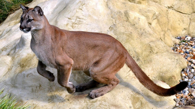 Mountain lion running rock forest free wallpaper for desktop - medium preview image