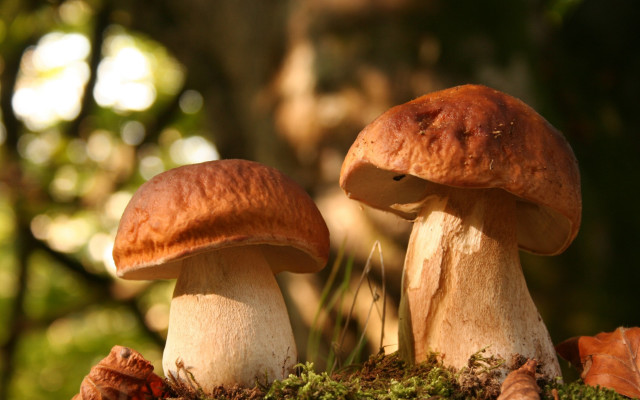 Mushrooms mossy woods sunlight macro free wallpaper for desktop - medium preview image