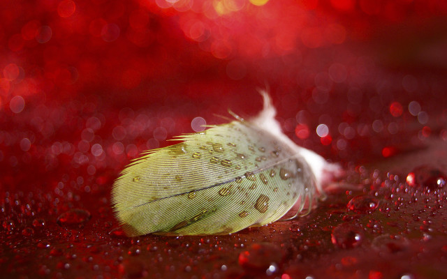 Feather water drops red background free wallpaper for desktop - medium preview image