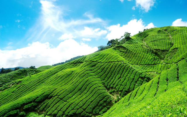 Lush green tea hillside blue free wallpaper for desktop - medium preview image