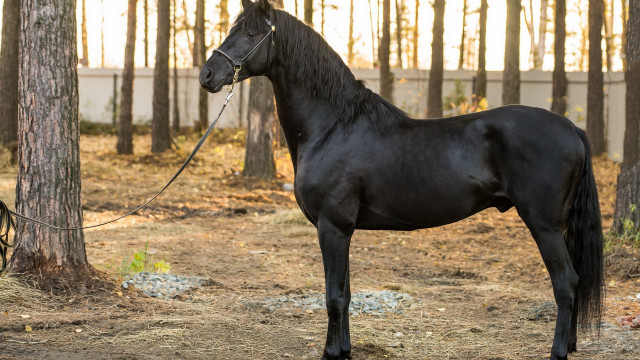 Black horse tied tree wooded free wallpaper for desktop - medium preview image