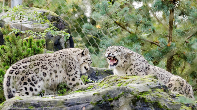 Snow leopards zoo forest rocks free wallpaper for desktop - medium preview image