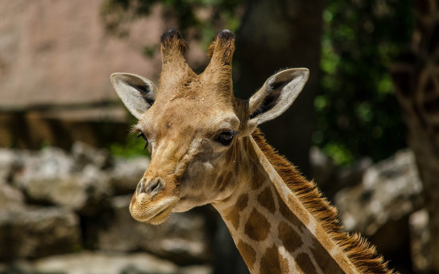 Giraffe tree zoo rocks blurry free wallpaper for desktop - medium preview image