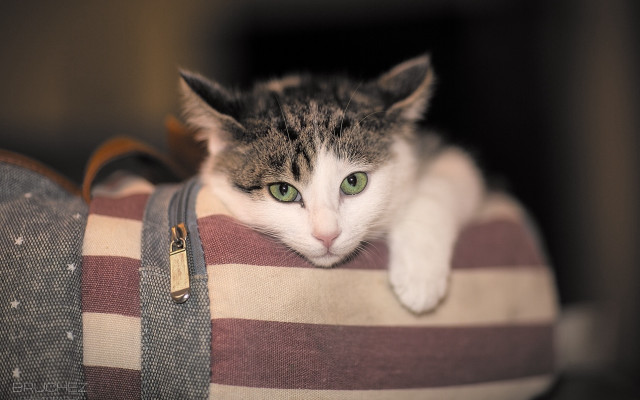 Black cat green eyes fishnets free wallpaper for desktop - medium preview image