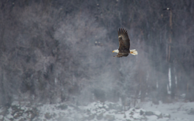 Bald eagle flying snow forest free wallpaper for desktop - medium preview image