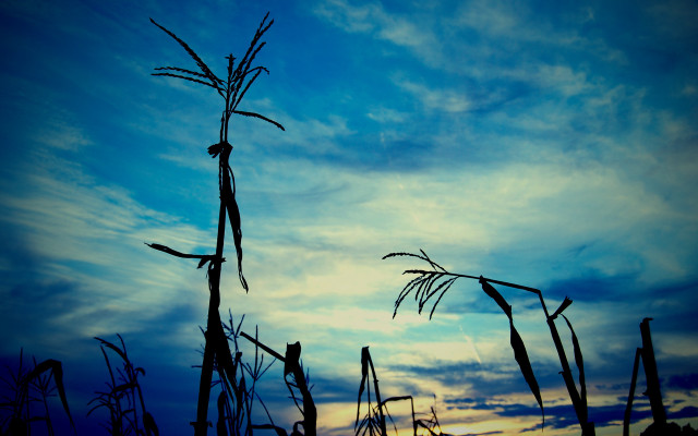 Blue sky clouds tall plant free wallpaper for desktop - medium preview image