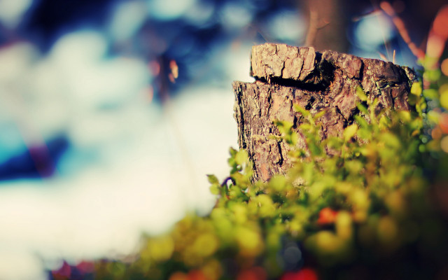 Tree stump plant bokeh tilt free wallpaper for desktop - medium preview image