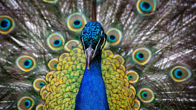 Peacock feathers spread cloisonnism macro free wallpaper for desktop - medium preview image