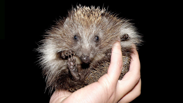 Person holding small animal black free wallpaper for desktop - medium preview image