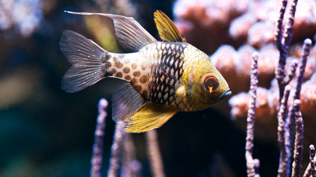 Lostfish holography blurry water plants free wallpaper for desktop - medium preview image