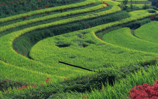 Lush green field curved grass free wallpaper for desktop - medium preview image