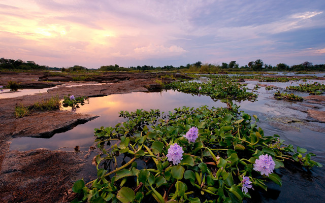 Small pond purple flowers sunset free wallpaper for desktop - medium preview image