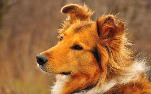 Dog long haired looking away free wallpaper for desktop - medium preview image