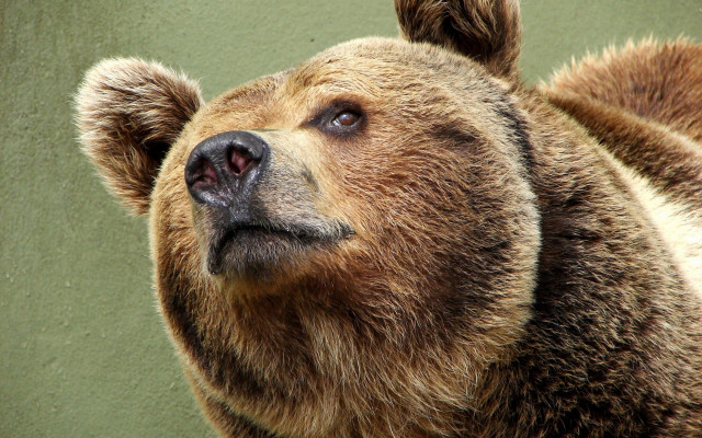 Brown bear looking up head free wallpaper for desktop - medium preview image