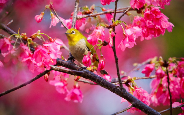 Bird branch cherryblossoms spring flower free wallpaper for desktop - medium preview image