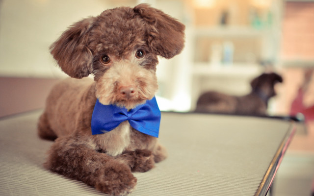 Small brown dog blue bow free wallpaper for desktop - medium preview image