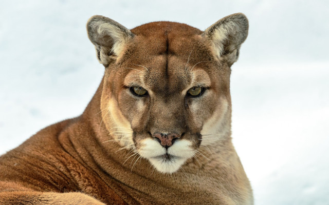 Mountain lion snow closeup realistic free wallpaper for desktop - medium preview image
