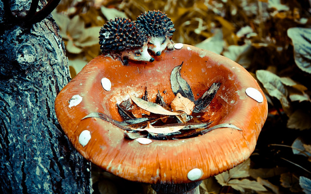Mushroom hedgehogs tree stump autumn free wallpaper for desktop - medium preview image
