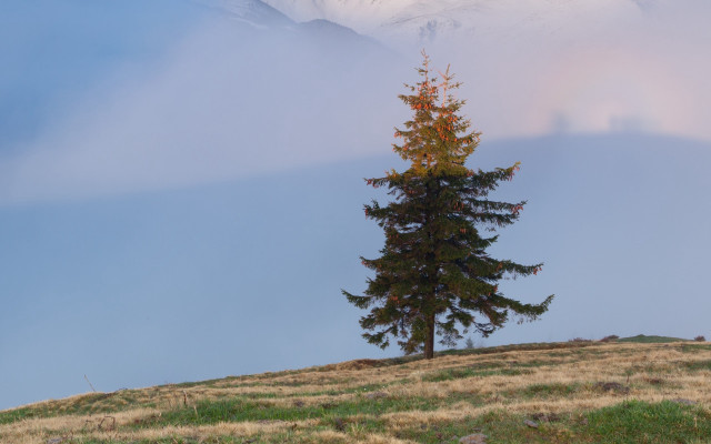 Lone tree grassy hill mountain free wallpaper for desktop - medium preview image