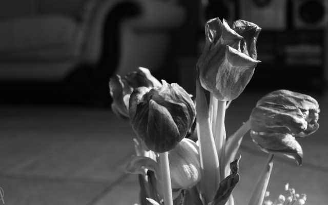 Flowers vase car stilllife blurry free wallpaper for desktop - medium preview image