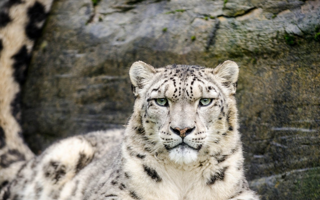 Snow leopard rock wall serious free wallpaper for desktop - medium preview image