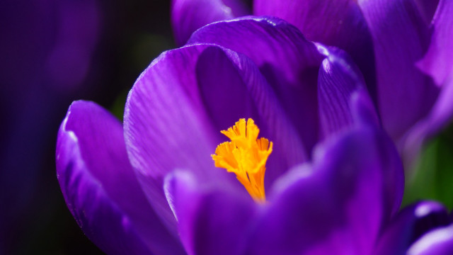 Purple flower yellow center macro #6 free wallpaper for desktop - medium preview image