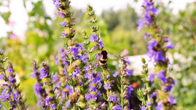 Bee flower field purple bokeh free wallpaper for desktop - medium preview image