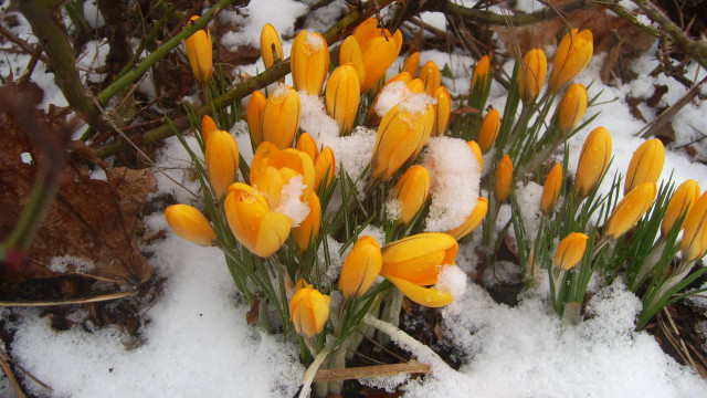 Yellow flowers snow covered ground free wallpaper for desktop - medium preview image