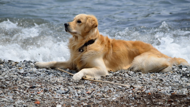 Dog beach ocean waves rocks free wallpaper for desktop - medium preview image