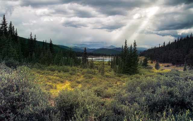 Lake forest bushes cloudy sky free wallpaper for desktop - medium preview image