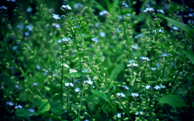 Blue flowers green leaves shallow #2 free wallpaper for desktop - medium preview image