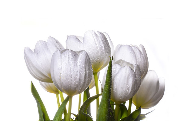 White flowers water droplets vase #4 free wallpaper for desktop - medium preview image