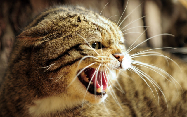 Cat wide open mouth sharp free wallpaper for desktop - medium preview image