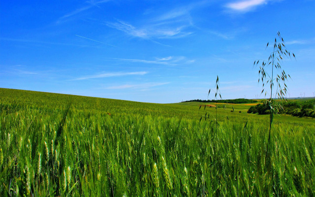 Green grass blue sky clouds #22 free wallpaper for desktop - medium preview image