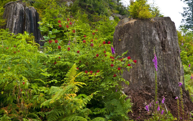 Tree stump flower garden forest free wallpaper for desktop - medium preview image