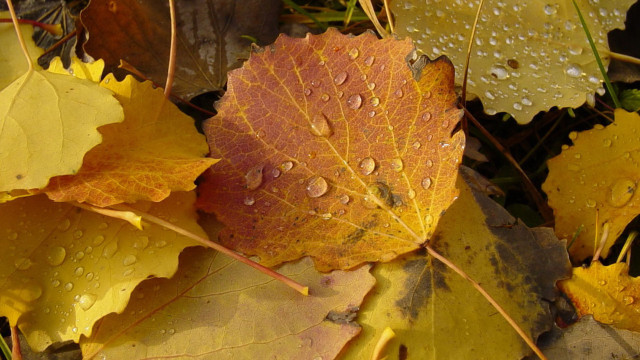 Leaf water droplets autumn macro #5 free wallpaper for desktop - medium preview image