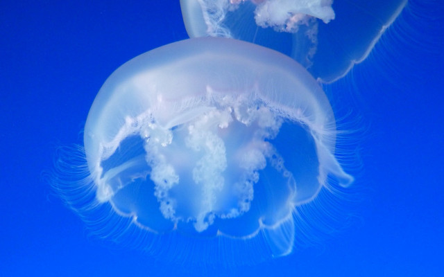 Jellyfish couple blue background bubbles free wallpaper for desktop - medium preview image