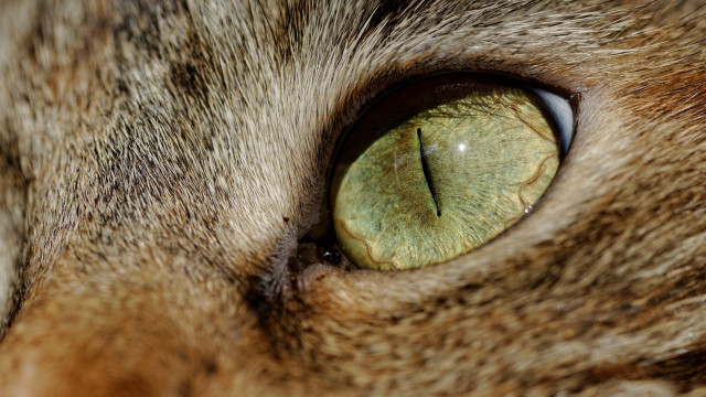 Cat eye green iris black free wallpaper for desktop - medium preview image