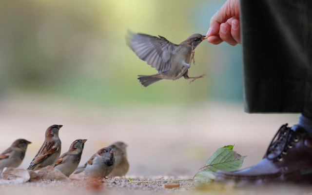 Feeding bird hand others leaf free wallpaper for desktop - medium preview image