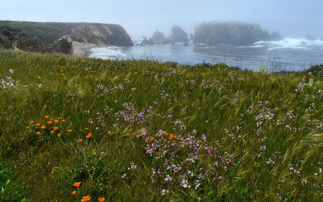 Wildflower ocean cliffs fog saturated free wallpaper for desktop - medium preview image