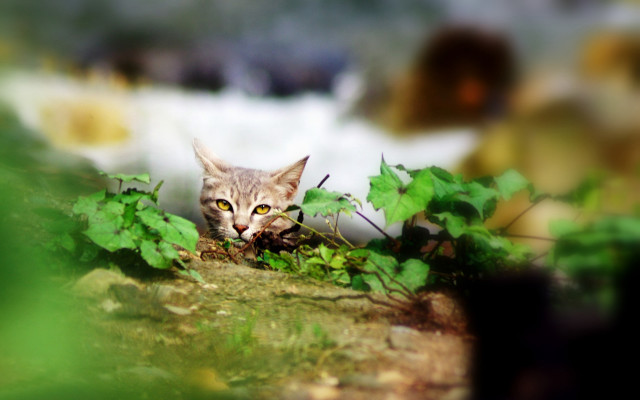Cat leaves woods ecological art free wallpaper for desktop - medium preview image