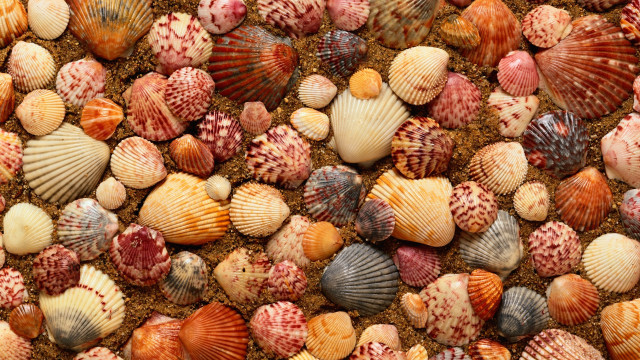 Colored shells beach brown sand free wallpaper for desktop - medium preview image